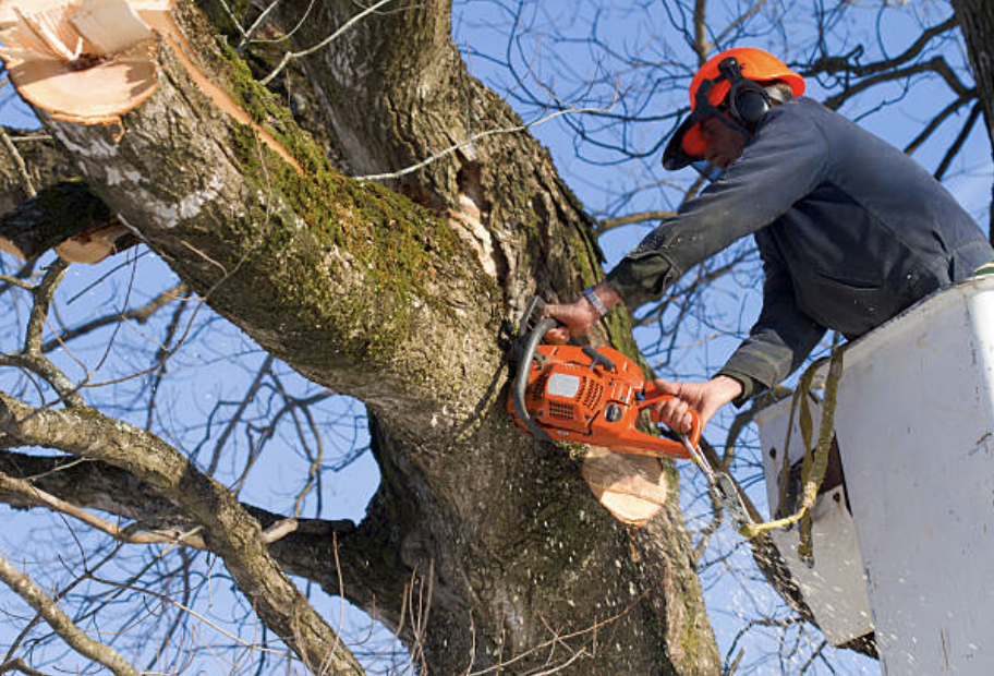 tree pruning in Napoleon