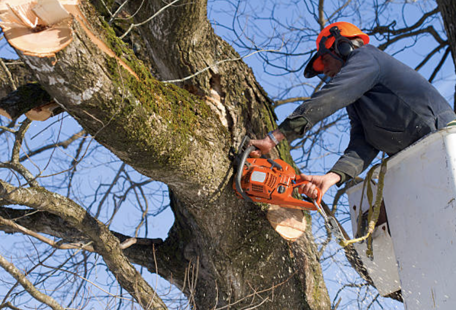 tree pruning in Fort Branch